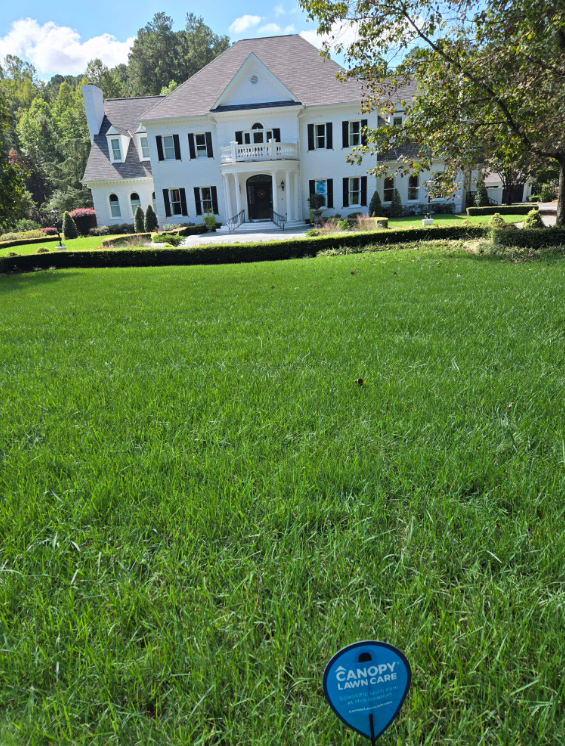 Fall recovery of Tall fescue